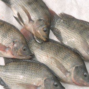 Box of Frozen Tilapia - 5.5lb