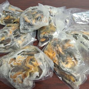 Frozen Snail Meat 5pcs